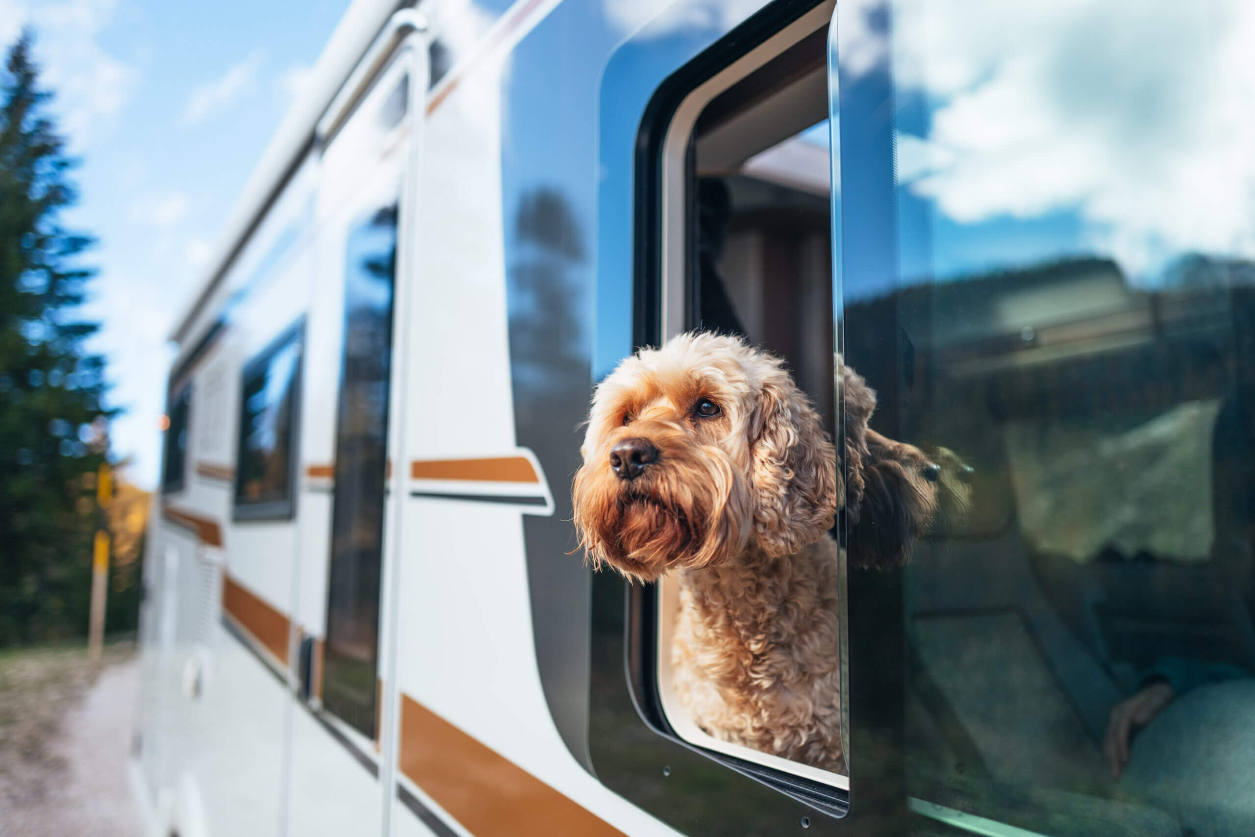 Camping mit Hund